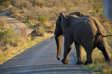 Fototapeta na wymiar Africa, South Africa, KwaZulu Natal, Hluhluwe Umfolozi National Park, bull elephant 