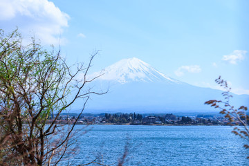 Mt diamond fuji with snow and flower garden along the lake walkway at Kawaguchiko lake in japan, Mt Fuji is one of famous place in Japan. 