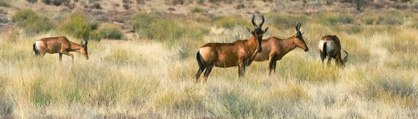 Red hartebeest (Alcelaphus buselaphus caama), Kgalagadi Transfrontier Park, South Africa