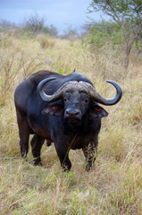 Africa, South Africa, KwaZulu Natal, Hluhluwe, Zulu Nyala Game Reserve, Cape Buffalo 