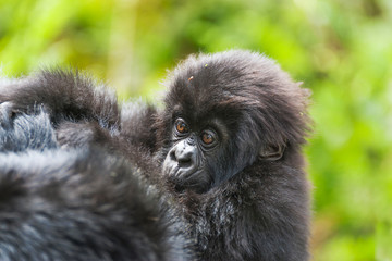 Africa, Rwanda, Volcanoes National Park. Young mountain gorilla playing on its mother's back.