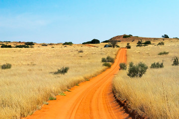 Fototapeta premium Red sand road in Kgalagadi Transfrontier Park, South Africa