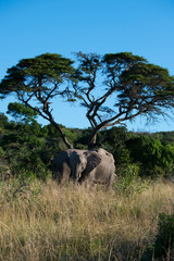 Fototapeta premium South Africa, Eastern Cape, East London. Inkwenkwezi Game Reserve. African elephant (Wild, Loxodonta africana) Two elephants in tall grassland habitat.