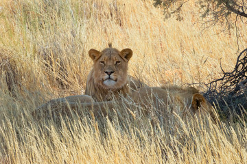 Juvenile lion, Kgalagadi Transfrontier Park, South Africa