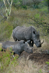 Naklejka premium Africa, South Africa, KwaZulu Natal, Hluhluwe, White rhino in Zulu Nyala Game Reserve (mother and son) 