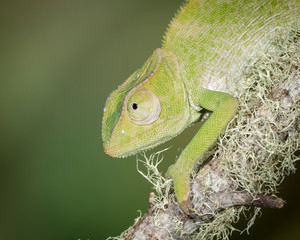 Baby Graceful Chameleon, Chameleon gracilis, controlled conditions © Maresa Pryor/Danita Delimont