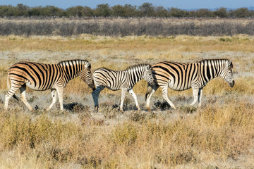 Fototapeta na wymiar Africa, Namibia, Etosha National Park. Zebra family walking through the Savanna