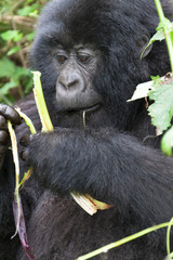Obraz premium Africa, Rwanda, Volcanoes National Park. Young mountain gorilla eating wild celery.