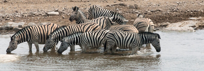 Fototapeta na wymiar Zebras at a waterhole, Etosha National Park. Oshikoto Region, Namibia.