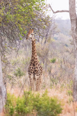 Africa, South Africa, Londolozi Private Game Reserve. Giraffe stands under tree. 
