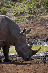Africa, South Africa, KwaZulu Natal, Hluhluwe, white rhino in Zulu Nyala Game Reserve 