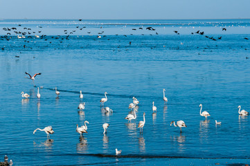 Greater Flamingos (Phoenicopterus ruber roseus), Walvis Bay, Erongo Region, Namibia.