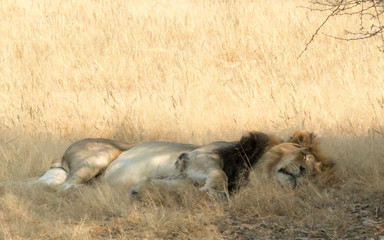 Lion sleeping, Kgalagadi Transfrontier Park, South Africa