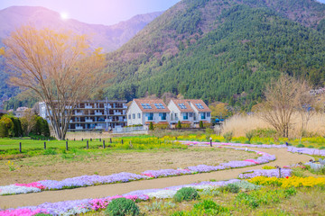 The view and Flower field at Fuji in Japan.