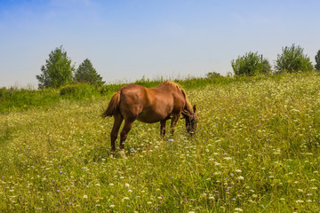 Obraz premium red horse grazing on a green summer meadow