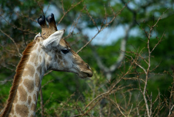 Africa, Hluhluwe, KwaZulu Natal, South Africa, Giraffe in Hluhluwe Umfolozi National Park 