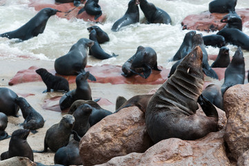 Cape Fur seals (Arctocephalus pusillus), Cape Cross, Skeleton Coast, Kaokoland, Kunene Region, Namibia.