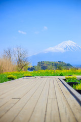 Mt diamond fuji with snow and flower garden along the lake walkway at Kawaguchiko lake in japan, Mt Fuji is one of famous place in Japan. 