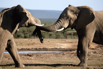 South Africa, Addo Elephant National Park, Bull Elephants near water hole