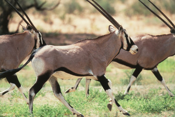 South Africa, Kalahari Gemsbok National Park, (Kgalagadi Transfrontier Park), Gemsbok (Oryx...