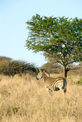 Obraz premium Africa, South Africa, KwaZulu Natal, Hluhluwe, zebra in Zulu Nyala Game Reserve 