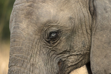 South Africa, Sabi Sabi Private Game Reserve. Very rare blue-eyed elephant. Credit as: Jim Zuckerman / Jaynes Gallery / DanitaDelimont.com