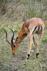 Africa, South Africa, KwaZulu Natal, Hluhluwe, Zulu Nyala Game Reserve, male impala 