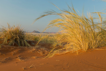 Desert grasses, Sossuspoort lookout in the Namib Naukluft Desert Park, Namibia