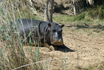 Africa, South Africa, KwaZulu Natal, Greater St Lucia Wetland Park, iSimangaliso Wetlands Park, UNESCO World Heritage Site, young hippo 