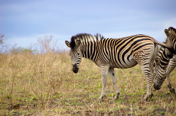 Fototapeta na wymiar Africa, South Africa, KwaZulu Natal, Hluhluwe, zebra at Zulu Nyala Game Reserve 