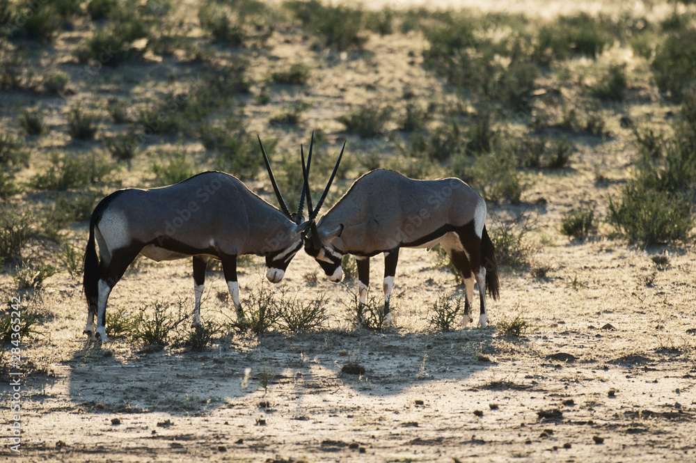 Wall mural south africa, kalahari gemsbok national park (kgalagadi transfrontier park), gemsbok (oryx gazella) 