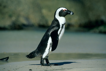 Obraz premium African Penguin, (Spheniscus demersus), coming ashore, Cape Peninsula, South Africa.