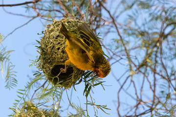 Weaver with nest, Swaziland
