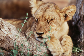 Naklejka na ściany i meble South Africa, Kalahari Gemsbok National Park, (Kgalagadi Transfrontier Park), Lion cub (Panthera Leo) resting under shade