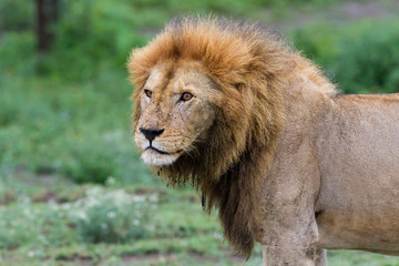 Adult male lion, large mane, head turned towards camera, profile view of front half of body, Close-up, Ngorongoro Conservation Area, Tanzania