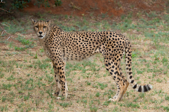 South Africa, Pretoria, Ann van Dyk Cheetah Center. Cheetah (Captive, on endangered list, Acinonyx jubatus)