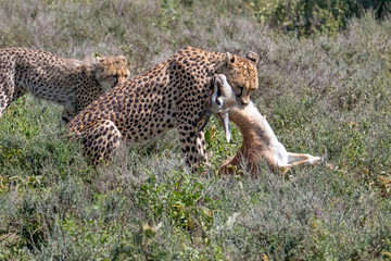 Africa, Tanzania, Ndutu. Mother Cheetah (Acinonyx jubatus) and cub with just-caught Thomson's gazelle.