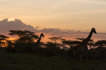 Two silhouetted Masai giraffes walk by darkened jungle in evening after sunset, clouds formations, yellow to orange sky, Ngorongoro Conservation Area, Tanzania