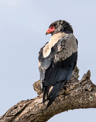 Africa, Tanzania, Serengeti, Bateleur (Terathopius ecaudatus)