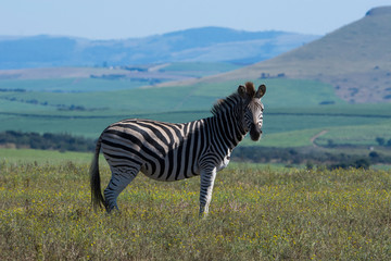 Fototapeta premium South Africa, Durban. Tala Game Reserve. Plains zebra (Equus quagga, formerly Equus burchellii), aka common zebra or Burchell's zebra in scenic grasslands habitat.