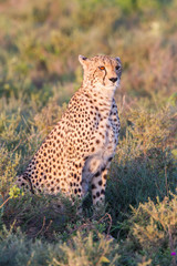 A single male cheetah sittings in the grass, lighted by the warm early morning sun, facing towards the camera, Ngorongoro Conservation Area, Tanzania