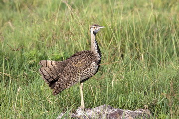 Africa, Tanzania, Ngorongoro Crater. Male Black-bellied Bustard (Eupodotis melanogaster) on the floor of the Crater.