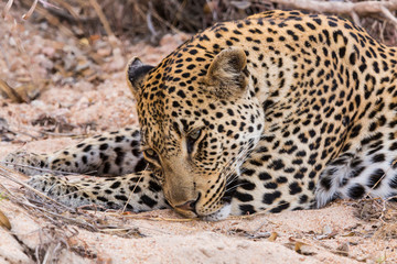 Africa, South Africa, Ngala Private Game Reserve. Close-up of young leopard. 