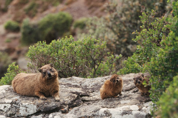 South Africa, Cape of Good Hope, Rock Hyrax (Procavia Capensis)on cliffs