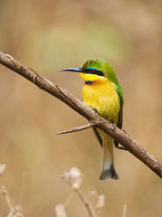 Obraz premium Tanzania, Lake Manyara National Park. Bee-eater perched on a branch. Credit as: Dennis Kirkland / Jaynes Gallery / DanitaDelimont.com