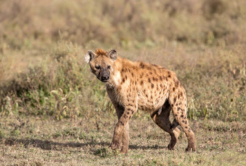 Africa, Tanzania, Serengeti, Spotted hyena (Crocuta crocuta).