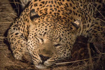 Fototapeta na wymiar South Africa, Sabi Sabi Private Game Reserve. Leopard sleeping at night. Credit as: Jim Zuckerman / Jaynes Gallery / DanitaDelimont.com