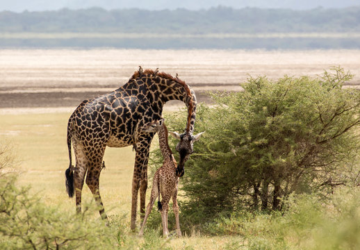 Africa, Tanzania, Lake Manyara National Park. Maasai giraffe (Giraffa camelopardalis tippelskirchi) and calf. This is one of eight subspecies. Note six oxpeckers on leg and neck.