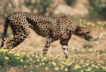 South Africa, Kalahari-Gemsbok National Park, Cheetah walks in field of wildflowers