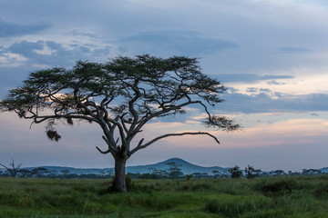 Landscape of large acacia tree, grass plain, acacia trees, fog and mountain in background, darkening blue sky, evening, Ngorongoro Conservation Area, Tanzania